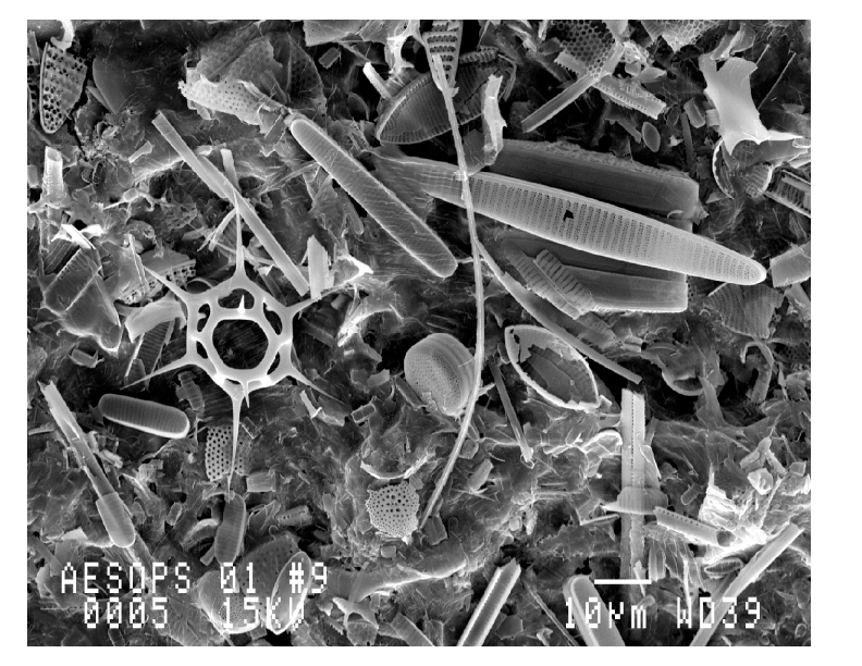 Fig. 5: Microfossils found in deep sea sediments.