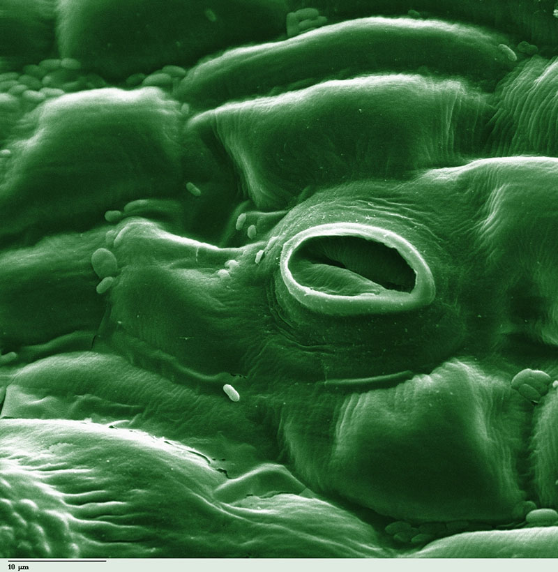 Fig. 6: Stoma in a tomato leaf shown via colorized scanning electron microscope image (Image: Wikipedia)