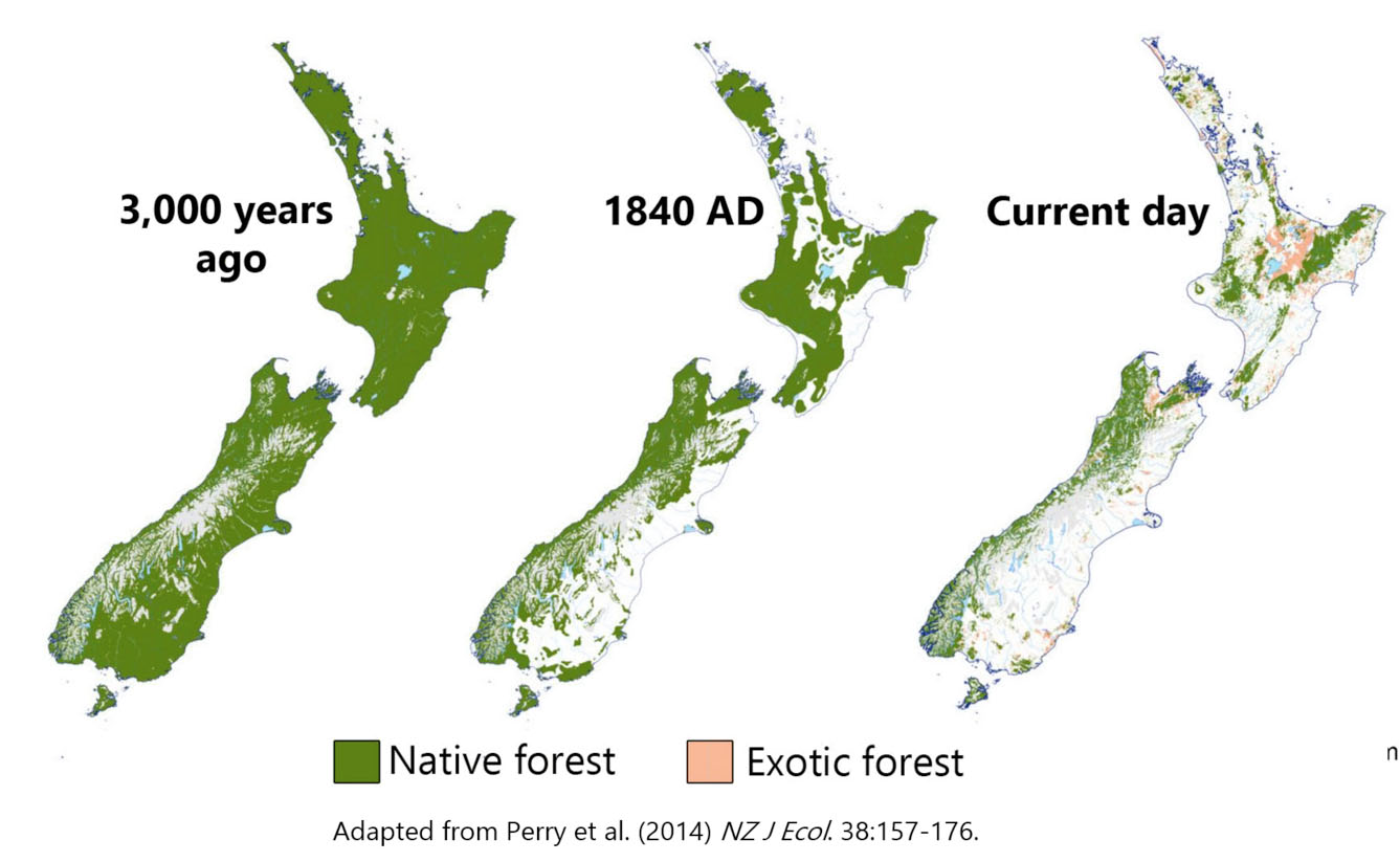 Fig. 2: What remains of New Zealand's native forests. Other ecosystems including wetlands, dunelands, and braided rivers have suffered equally widespread net losses (i.e. the difference between losses and gains) of indigenous cover types between 1996 and 2018. For indigenous forests, scrub and shrublands, this loss was 40,800 ha, and for indigenous grasslands it was 44,800 ha. (p47 DOC1) (Image: DOC/Christie)