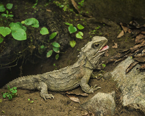 Fig. 3: Tuatara eggs generally produce 50% male and 50% female hatchlings. An increase in temperatures of just 1°C means that 80% of the hatchlings are male. As the world has already warmed 1°2C, that has profound implications for the species unless it can move to cooler locations. (Image: Sid Mosdell / CC BY 2.0)