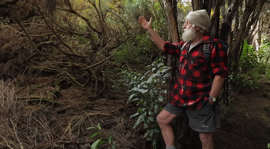 Fig. 3: Hugh Wilson points out how gorse (left) dies when shaded out by native forests. (Image: Happen Films)