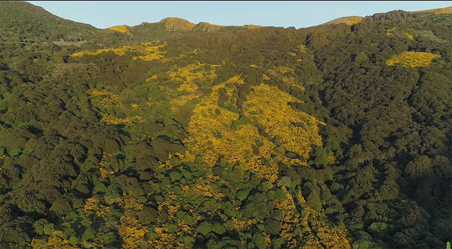 Fig. 2: On the Banks Peninsular, gorse (distinctive yellow flowers) is serving as a nursery plant for native forest regeneration. (Image: Happen Films)