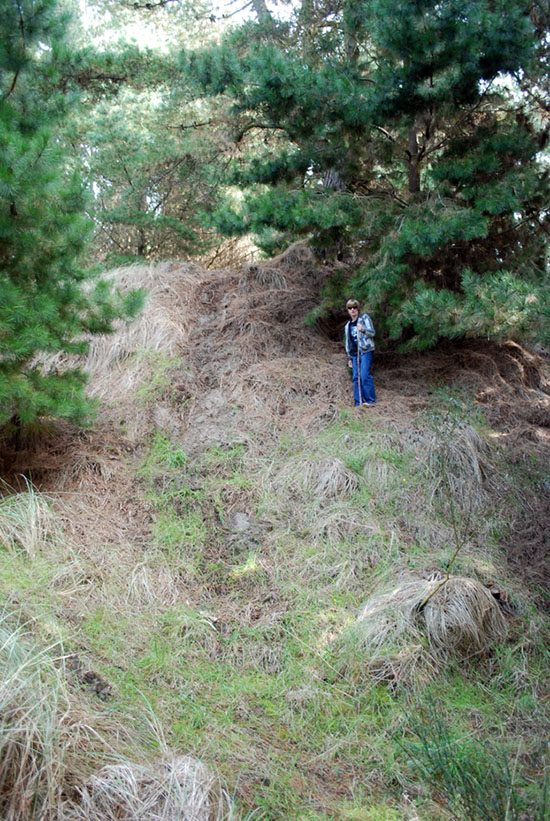 Fig. 2: Radiata pine creates artificially steep dunes prone to undercutting and rapid erosion during storm surges. (Image: S. Whitelaw)