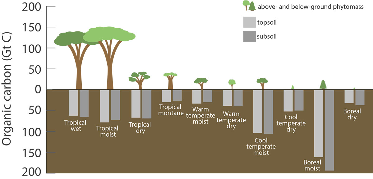 Fig. 2: Carbon stored in various types terrestrial ecosystems (Image: US Department of Agriculture, Forest Service)