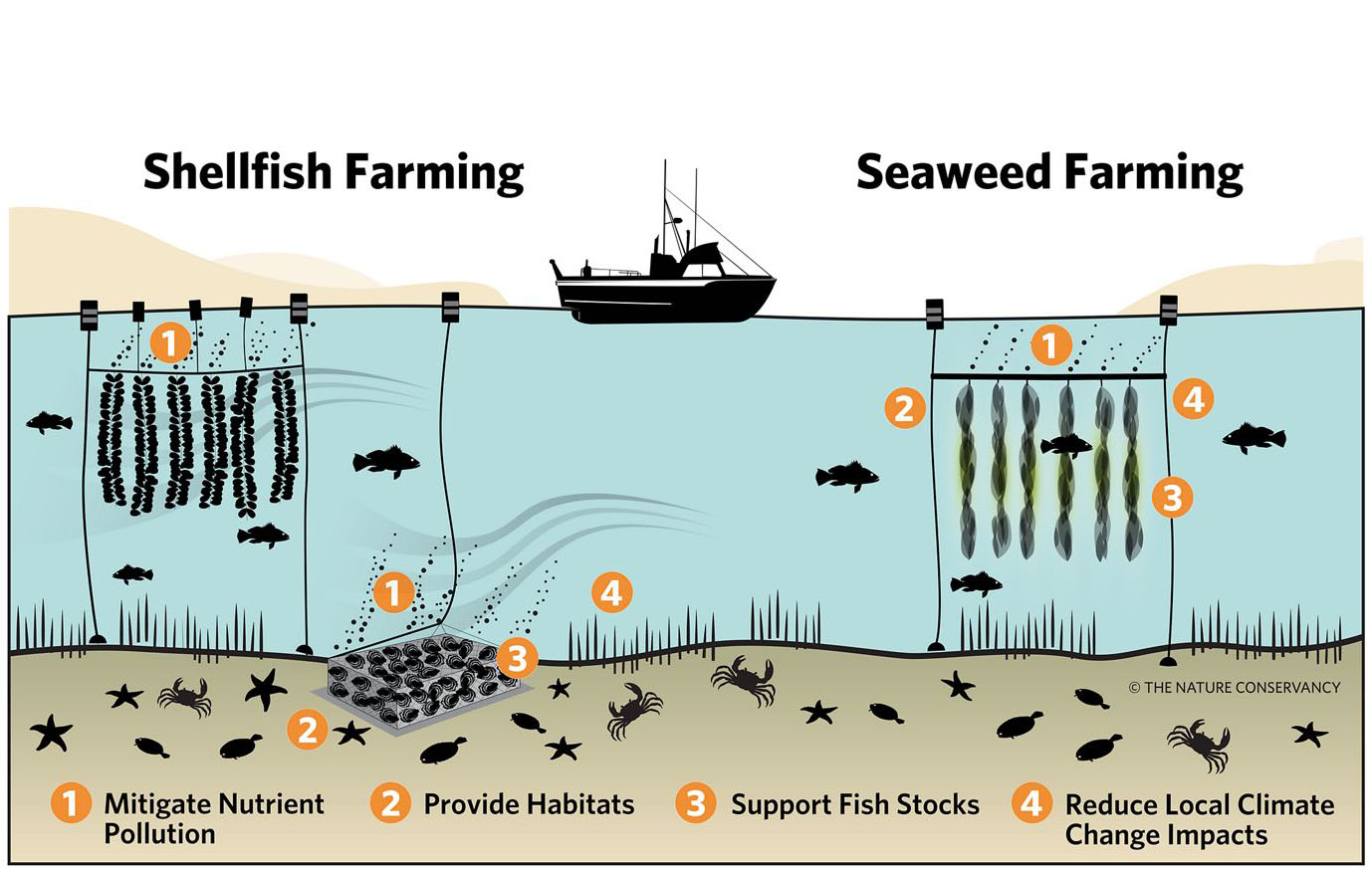 Fig. 2. how growing kelp can benefit shellfish aquaculture as well as natural ecosystems (Image: The Nature Conservancy)