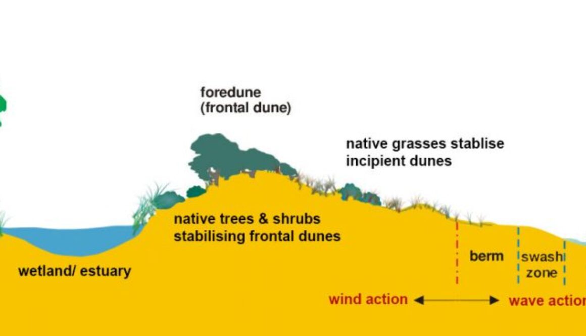 Healthy native dune system with wetlands