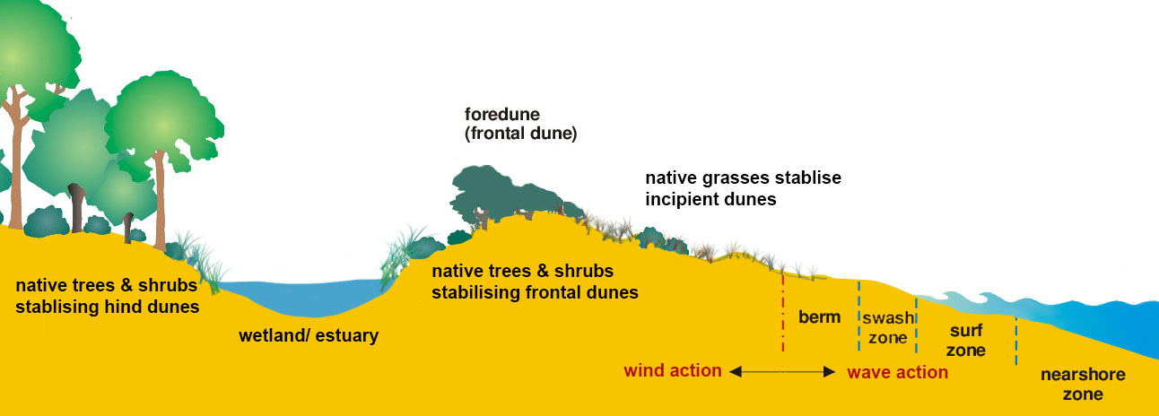Fig 1: Healthy coastal dune systems are complex and dynamic, adapting and responding to waves and storms, protecting the land behind. Native grasses like pingoa and spinifex bind loose grains of sand, creating low-profile dunes that sap much of the energy from storm waves. The shape of shrubs and small native trees helps the wind lift up and over the dunes, dropping more sand and holding it in place. Wetlands and estuaries behind the dunes are filled with native plants, many salt-tolerant, creating peaty soils that capture and sequester carbon dioxide while supporting native fish and invertebrates such as mussels and clams. Together these species clean nitrates and other pollutants from streams and rivers that flow into them. Behind the wetlands, native shrubs and forests capture and store more carbon and provide habitat for native species.