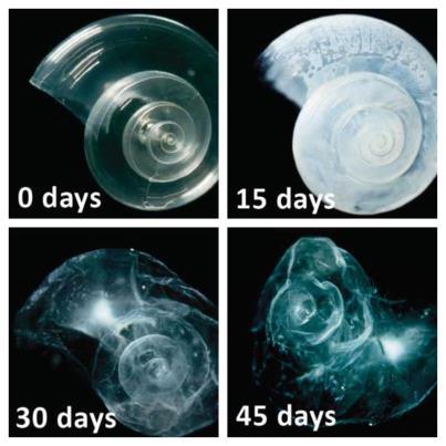 Fig. 3 and image at top of the page: In a lab experiment, a sea butterfly shell placed in seawater with increased acidity slowly dissolves over 45 days. (Image: David Littschwager/NOAA)