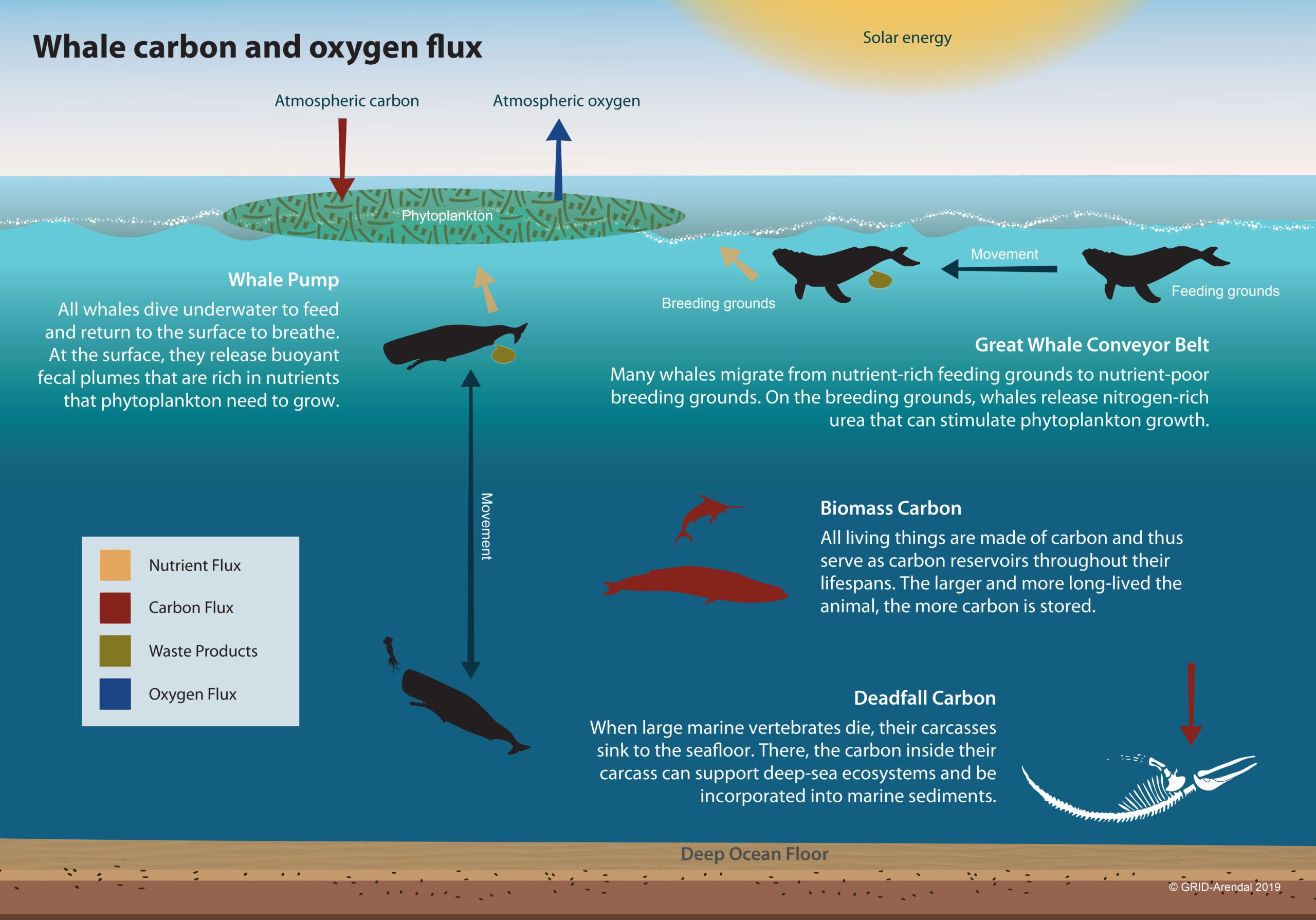 Fig. 2: The Whale pump. Without it, we would lose much of the oxygen we need to breathe, we would have very little if any seafood, and there would be far more CO2 in the atmosphere, meaning a far hotter and more dangerous climate. Whales are a keystone species. Without them, we may not survive the existential climate threat. (Image: GRID Arendal)