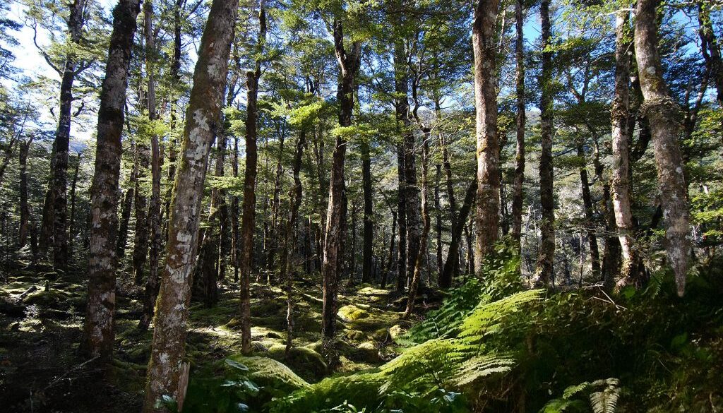 Beech Forest West Coast