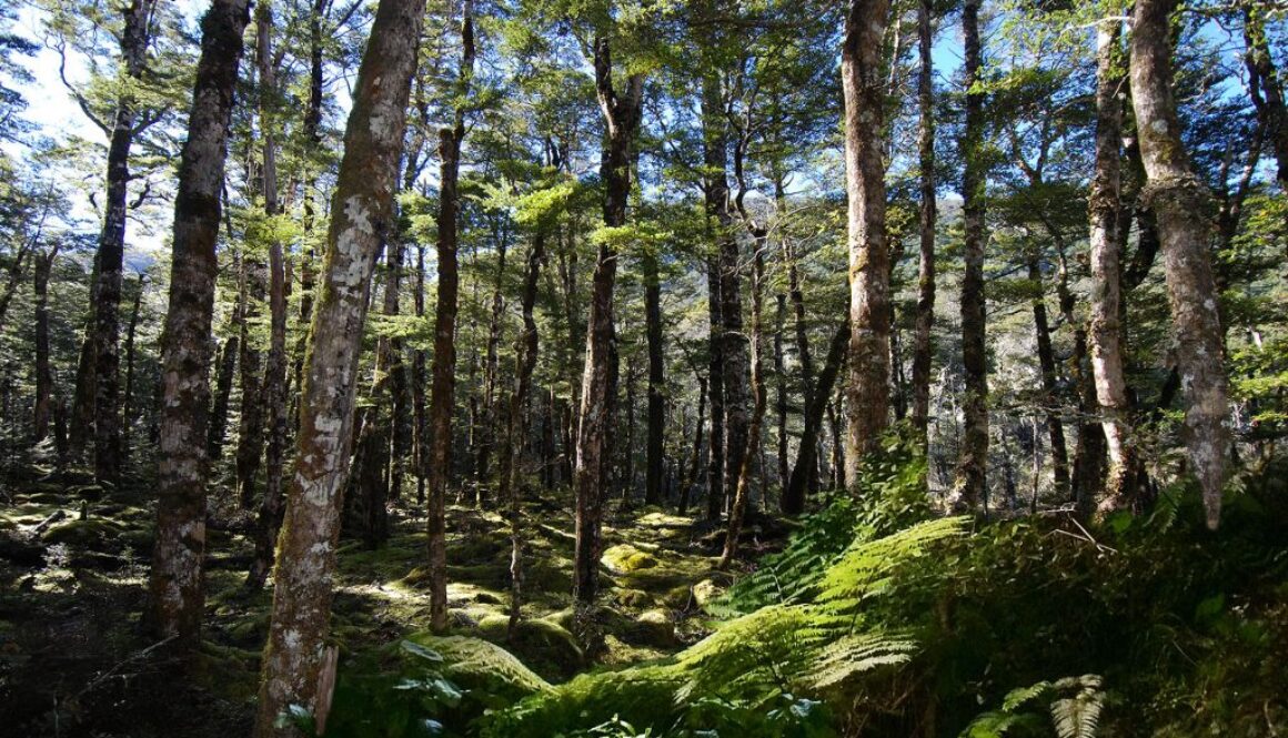 Beech Forest West Coast