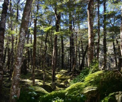 Beech Forest West Coast