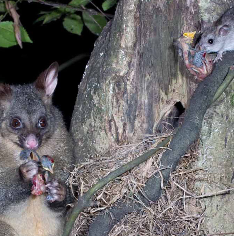 Fig. 2 Possums and ship rats are two of the biggest killers in our native forests (Image CC BY NC 3.0 NZ Nga Manu Images)