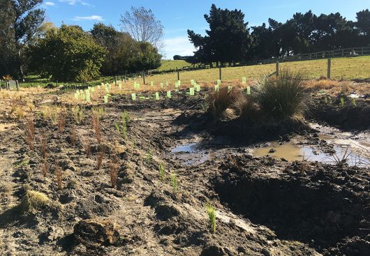 Fig. 4: May 2018. Planting along the riparian margins of the stream flowing from the west into the restored pond and wetland (Image: Donna Farhi).