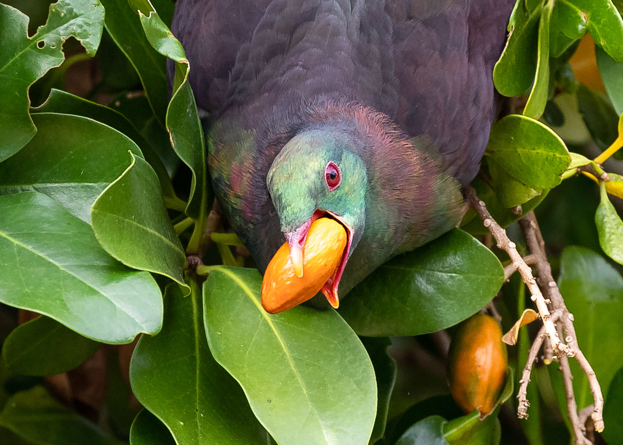 Fig. 2 Kererū wood pigeon (Hemiphaga novaeseelandiae) are great at dispersing native seeds outside established forest areas.