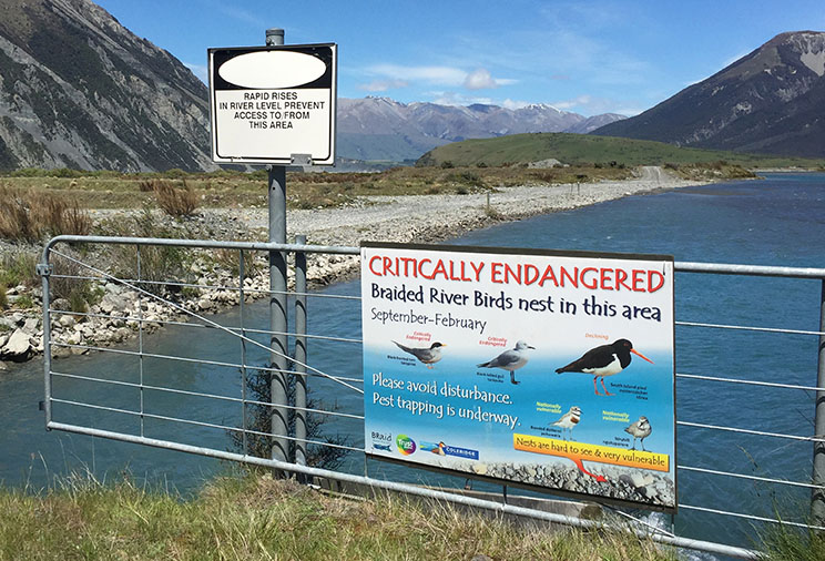Fig. 5: Signs are installed around the area to explain when braided river birds are nesting and that trapping is underway.