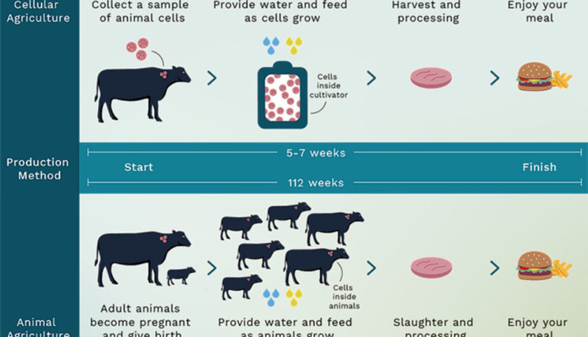 The differences in resources used to grow meat versus cellular agriculture