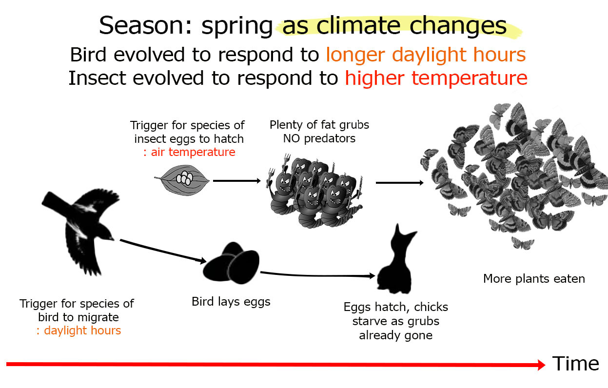 Fig. 2: Now that temperatures are rising, some but not all plants and animals are being cued to behave differently. This is called 'phenological mismatch', that is, the timing of events is 'mismatched'. Some species may starve, like the baby birds in Fig. 1, while others, like leaf-eating caterpillars grow into plague numbers and eat too much, killing plants. This is damaging for both natural environments and also farmers and gardeners.