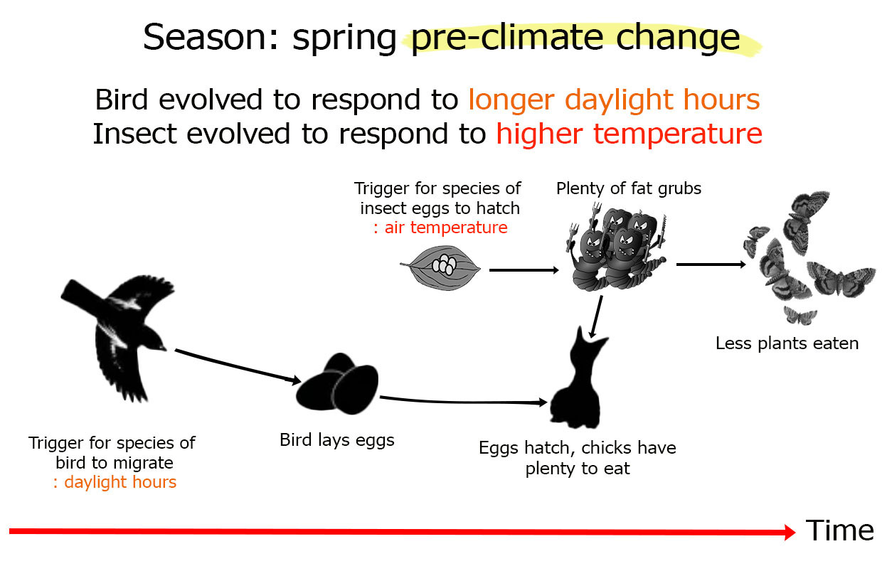 Fig. 1: Plants and animals evolved to behave in certain ways, like migrating or laying eggs, because of seasonal cues. Some species react to the length of the day; others to temperature. Before the climate began changing, the timing of events was in balance.