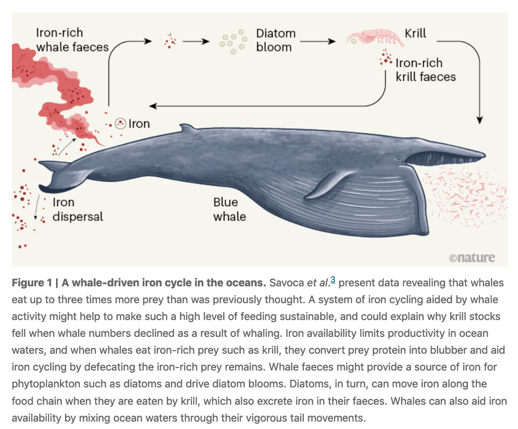 How whales drive the iron cycle and store carbon in the ocean