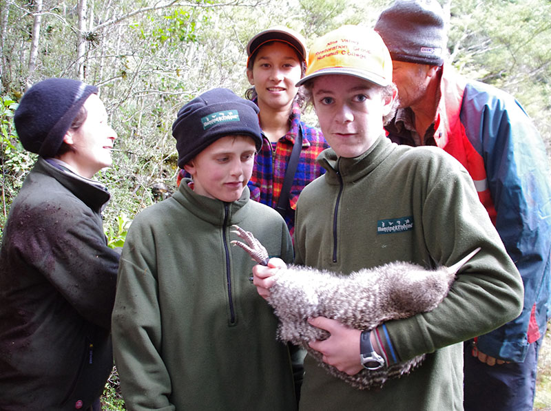 Fig. 1: A successful trapping programme has enabled the group to re-introduce Great spotted kiwis into the Nina Valley. (Image: Hurunui College)