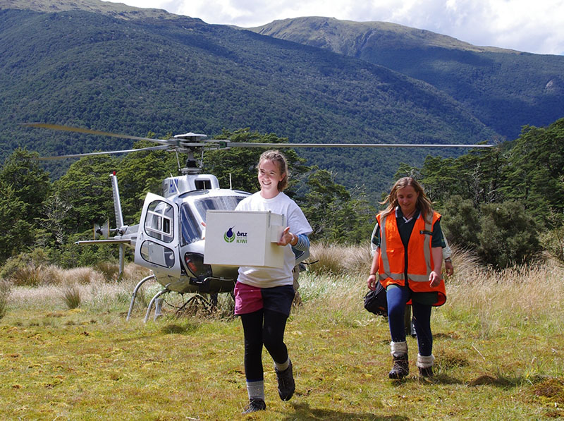 Fig. 3: Returning Great Spotted kiwi to Nina Valley. (Image: Hurunui College)
