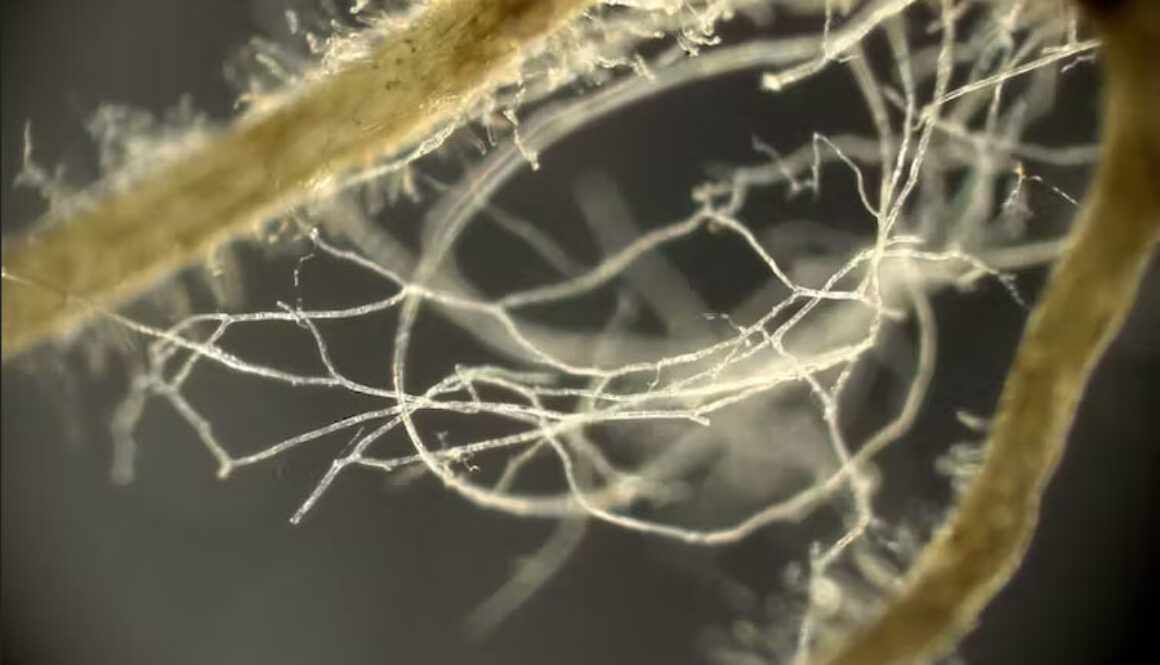 Mycorrhizal fungi growing with a plant root by Yoshihiro Kobae