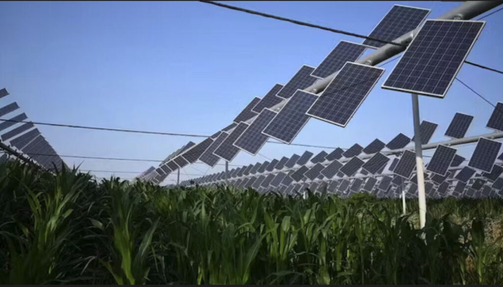 Agrivoltaic farming — growing crops in the protected shadows of solar panels — can help meet Canada’s food and energy needs. (Alexis Pascaris, AgriSolar), Author provided