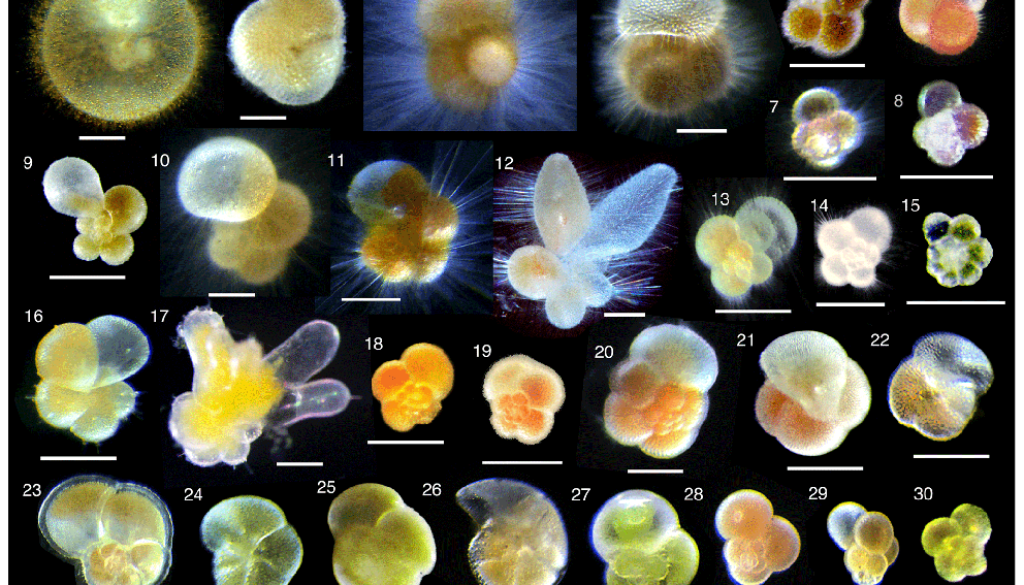 Living planktonic foraminifera photos by Haruka Takagi, Katsunori Kimoto, Tetsuichi Fujiki, Hiroaki Saito, Christiane Schmidt4 , Michal Kucera and Kazuyoshi Moriya5, CC BY-SA 4.0 via Wikimedia Commons