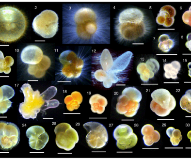 Living planktonic foraminifera photos by Haruka Takagi, Katsunori Kimoto, Tetsuichi Fujiki, Hiroaki Saito, Christiane Schmidt4 , Michal Kucera and Kazuyoshi Moriya5, CC BY-SA 4.0 via Wikimedia Commons