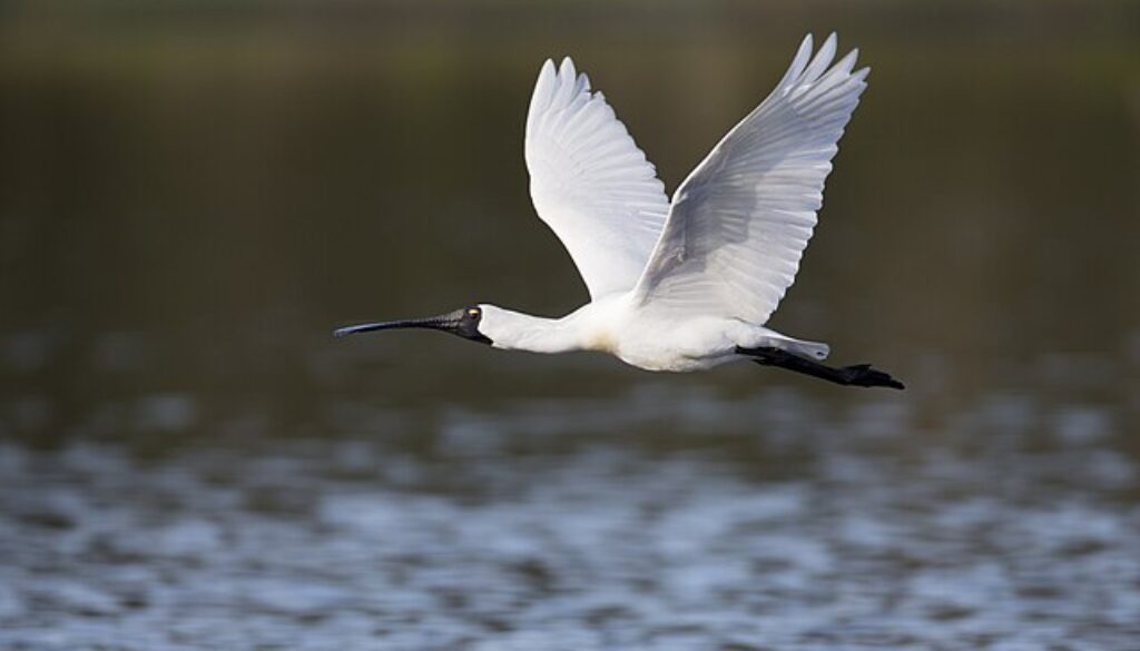 Royal spoonbills are among several new species that have crossed the Tasman and naturalised in New Zealand. JJ Harrison/Wikimedia Commons, CC BY-SA