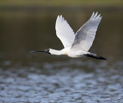 Royal spoonbills are among several new species that have crossed the Tasman and naturalised in New Zealand. JJ Harrison/Wikimedia Commons, CC BY-SA