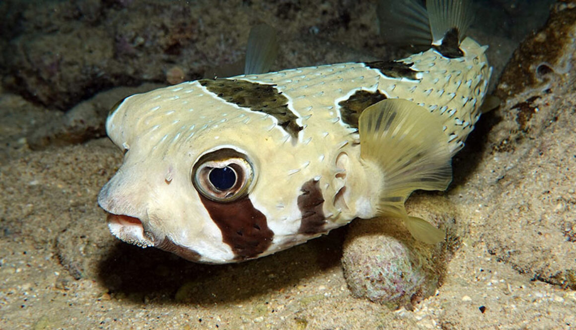 Blackblotched porcupinefish (Diodon liturosus). Glen Whisson/iNaturalist, CC BY-ND https://www.inaturalist.org/photos/299712878
