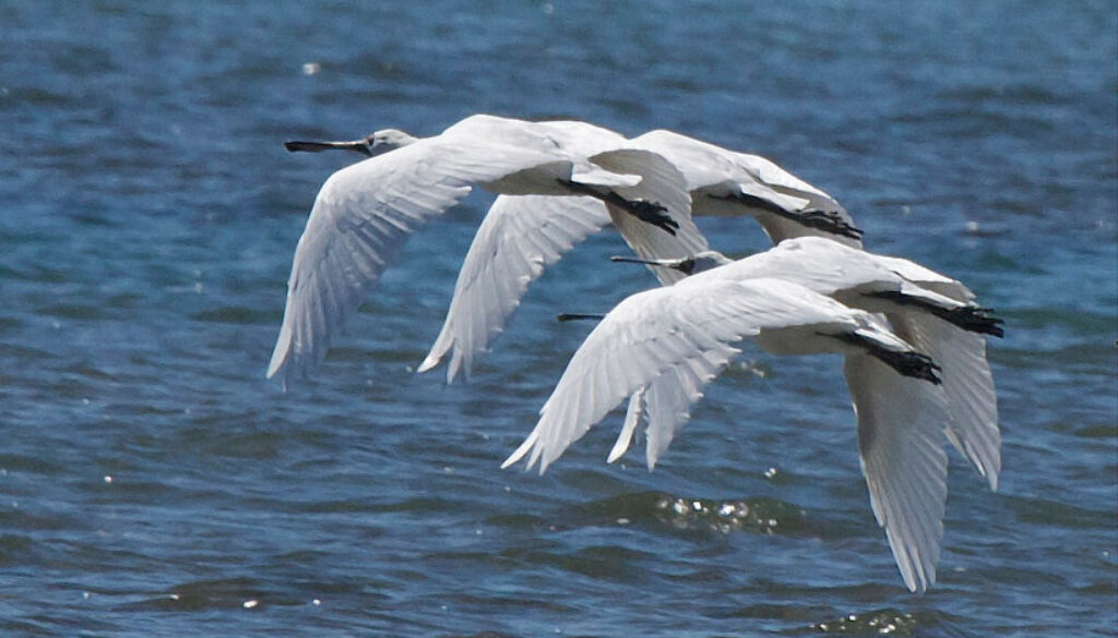 Spoonbills flying photo: Steve Attwood