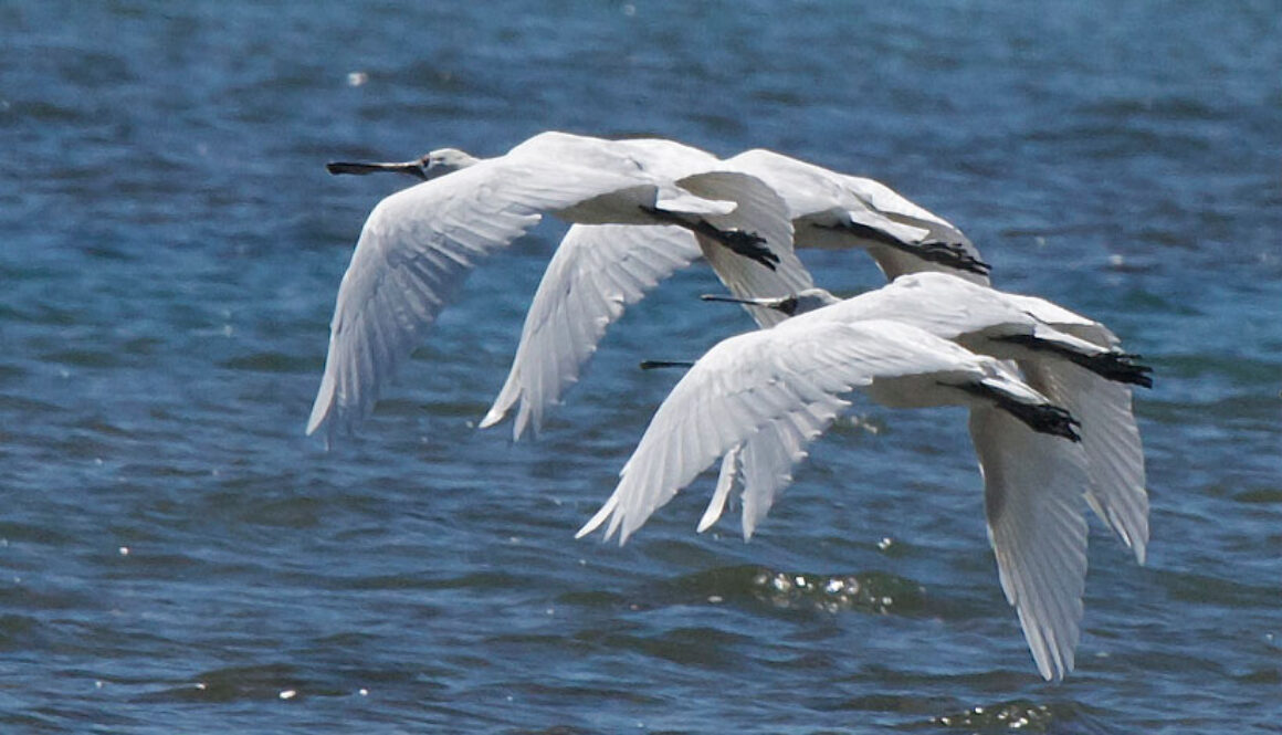Spoonbills flying photo: Steve Attwood