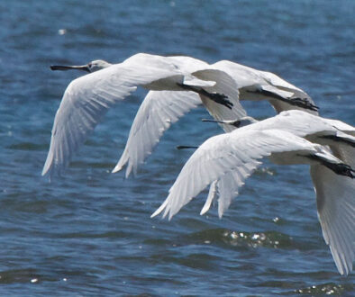 Spoonbills flying photo: Steve Attwood